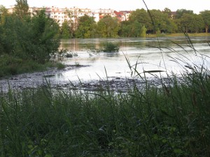 Hochwasser am Rhein