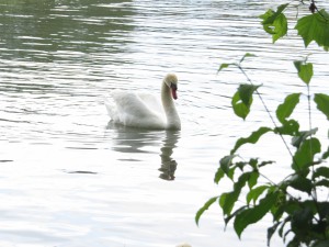 Dem Schwan ist das ganze Spektakel egal